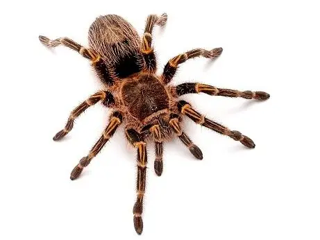 為什麼蜘蛛不是昆蟲呢? 為什麼蜘蛛不是昆蟲呢?